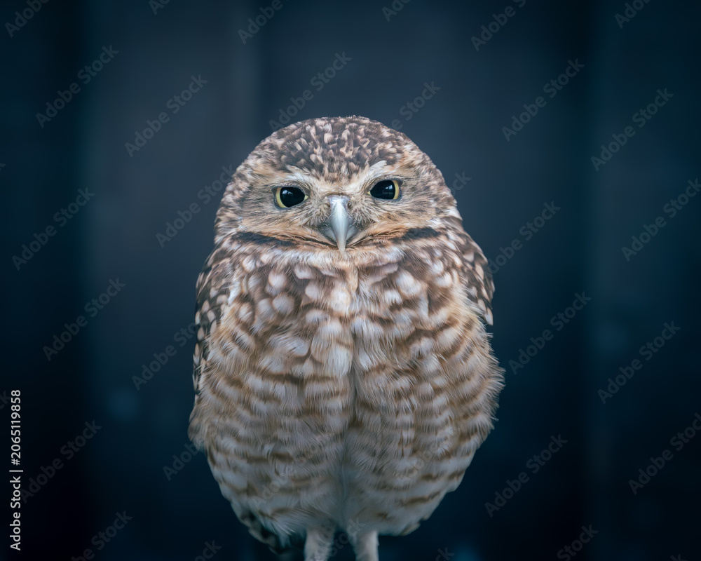 Obraz premium Burrowing owl Athene cunicularia frontal portrait, captive bird, UK