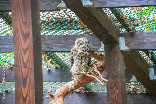 Cuadro en lienzo An Ural owl (Strix uralensis) is perched on a branch in an aviary
