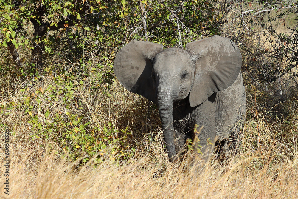 Fototapeta premium Afrikanischer Elefant / African elephant / Loxodonta africana