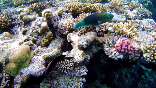 A parrotfish swim near a reef in the Red Sea
