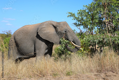 Sticker Afrikanischer Elefant / African elephant / Loxodonta africana