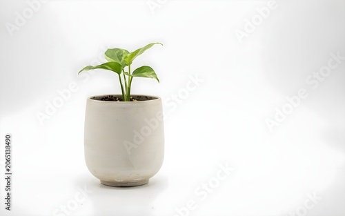 Real Green Leafy Tabletop Plant in Elegant Cream Porcelain Flowerpot — Easy Care Indoor Decor for Beginners