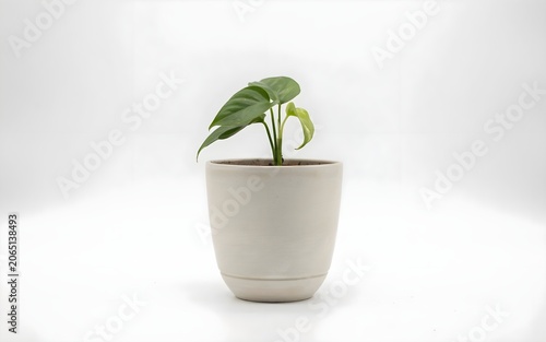 Live Pothos Indoor Houseplant in Minimalist Matte White Ceramic Planter Pot for Home and Office Desk Decor