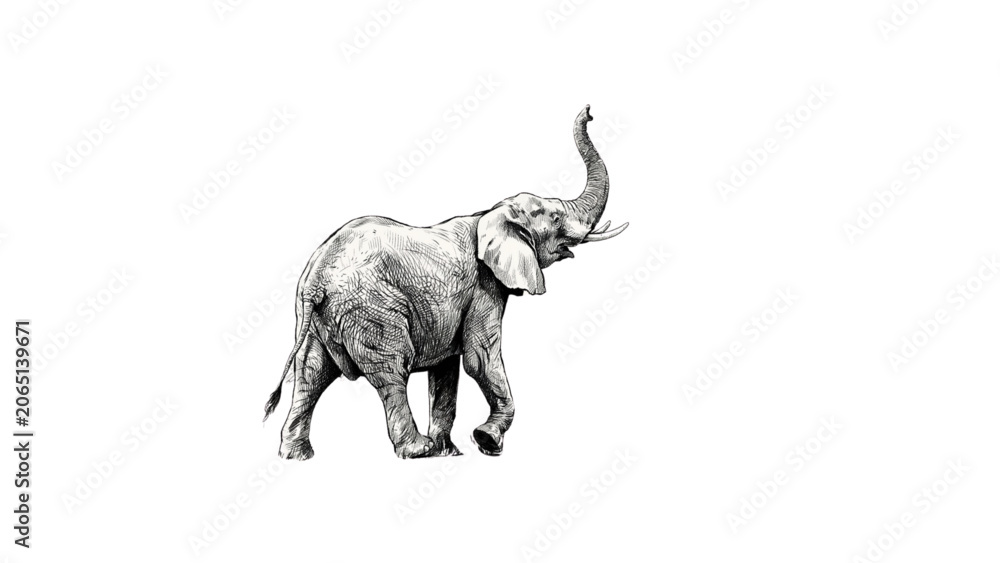 Fototapeta premium Graceful black and white elephant walking on grassy field Vector