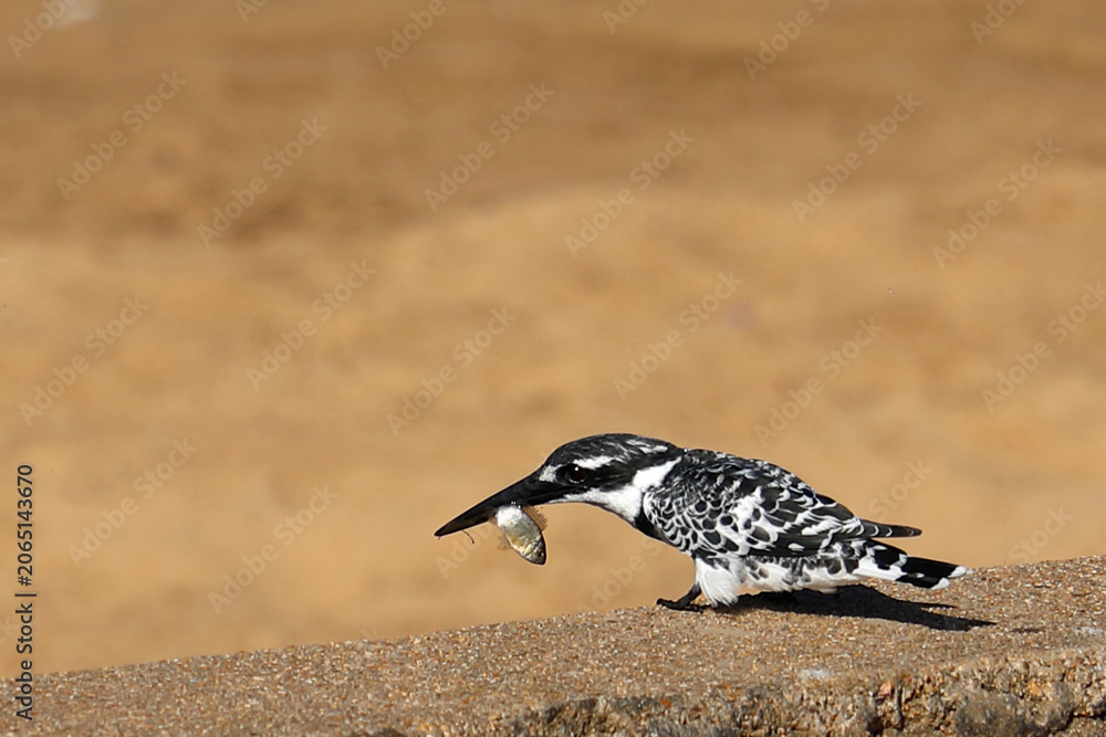 Obraz premium Graufischer / Pied kingfisher / Ceryle rudis