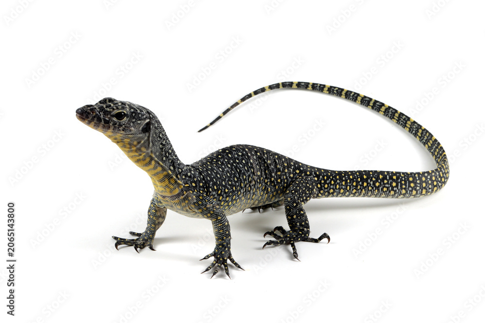 Fototapeta premium The Mangrove monitor (Varanus indicus) isolated on white background, a Mangrove goanna or Western Pacific monitor lizard (Varanus indicus) closeup on white background