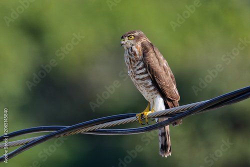 Konstfotografi 電線に留まるツミ(Japanese Sparrowhawk)の幼鳥