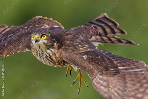 Bilde på lerret 飛び出すツミ(Japanese Sparrowhawk)の幼鳥