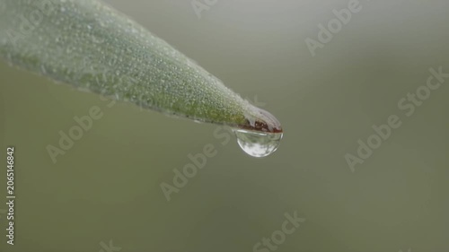 Close-up of water droplet forming on green leaf tip, showcasing gradual progression of moisture accumulation in natural outdoor setting with blurred background