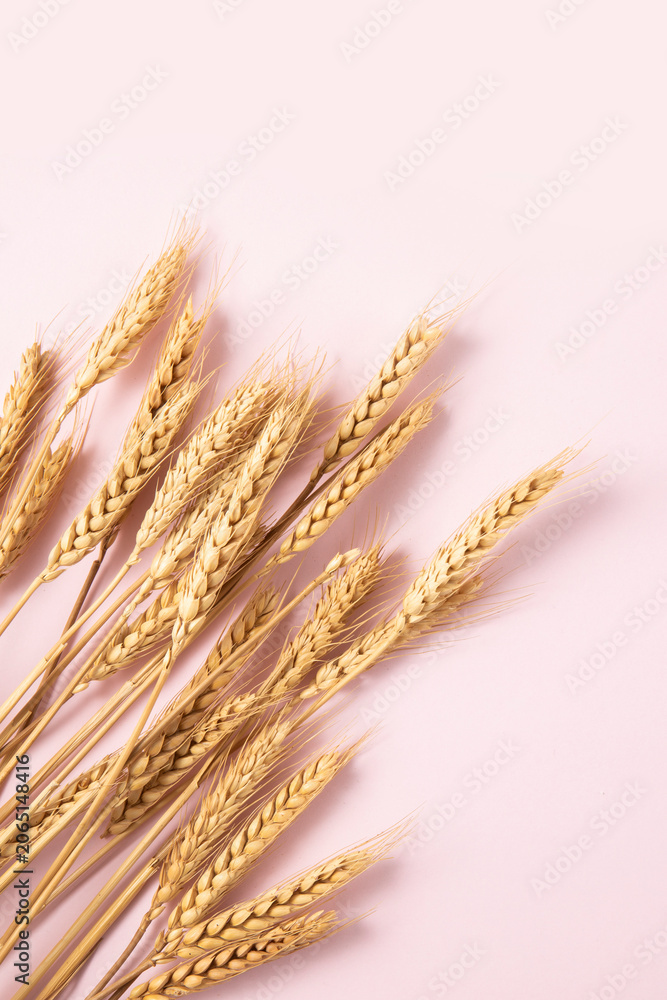 Fototapeta premium wheat ears on a pink background