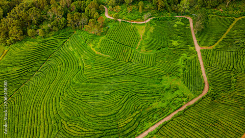 Aerial view of green tea plantation rows with dirt road