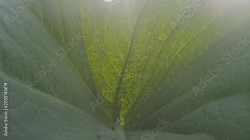 Close-up view of large green leaf showing intricate vein patterns and sunlight filtering through, highlighting the vibrant yellow hues and textures of the foliage in a natural setting