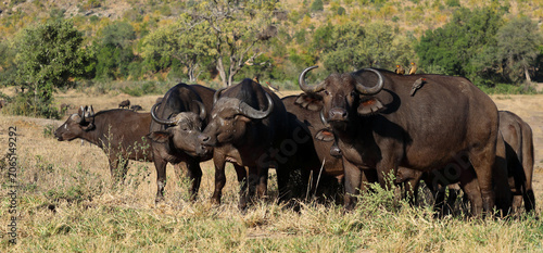 Cuadro en lienzo Kaffernbüffel - Rotschnabel- und Gelbschnabel-Madenhacker / African buffalo - Re