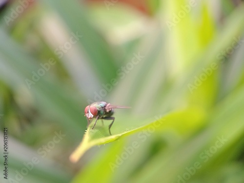 фотографія Macro shot of a housefly resting on a green leaf in the garden.