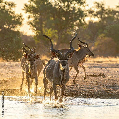 A group of horned animals runs through a shallow water body towards the viewer on a sunny day