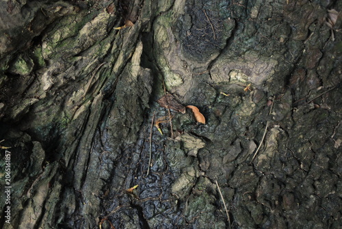 Foto Close-up texture of rough and bumpy old tree bark in the forest