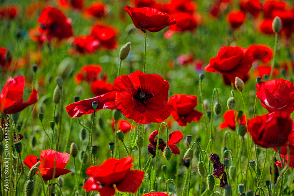 Fototapeta premium Mohn