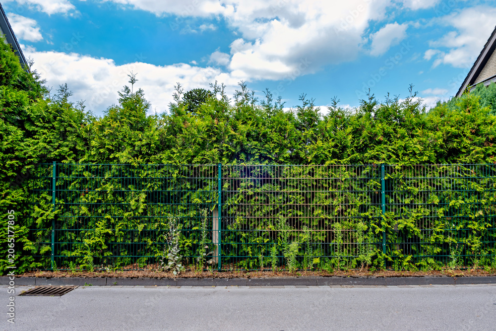 Obraz premium Front view of a dark green double wire grid fence serving as a property boundary with a dense arborvitae hedge behind it.