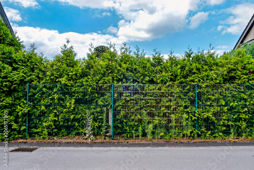 Front view of a dark green double wire grid fence serving as a property boundary with a dense arborvitae hedge behind it.
