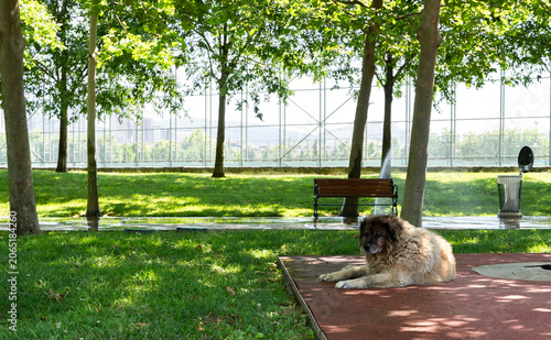 Stray homeless dog lying peacefully under the shade of trees in a green urban park