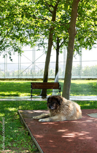 Stray homeless dog lying peacefully under the shade of trees in a green urban park