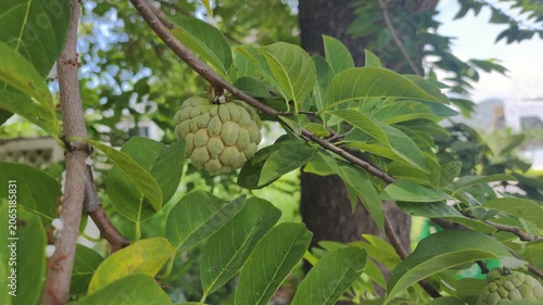 Green sugar apple hangs on tree branch surrounded by lush leaves. Tropical agriculture background shows exotic sugar apple fruit growing in organic garden under bright daylight. Noina fruit on tree. 