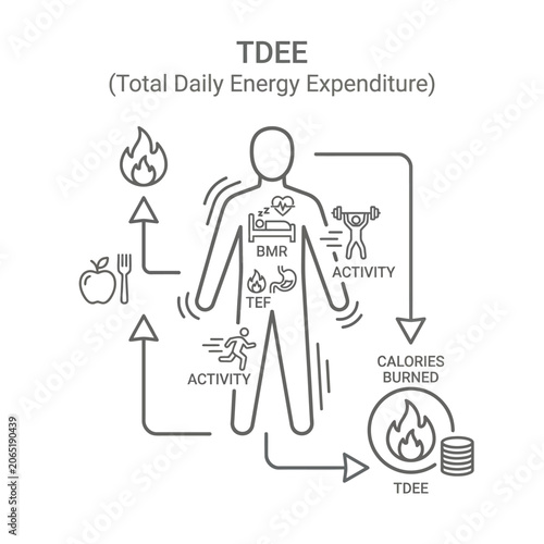 TDEE Total Daily Energy Expenditure Infographic.