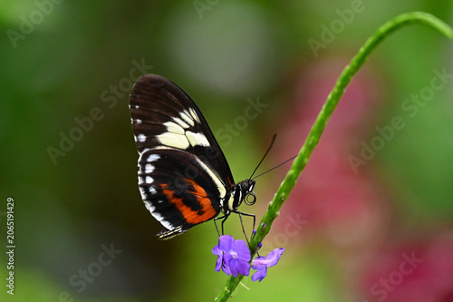 Fotografie Un beau papillon Heliconius cydno, qui butine le pollen d'une fleur mauve