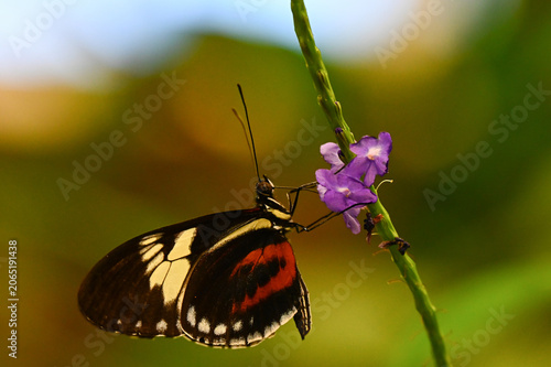 Obraz na płótnie Un beau papillon Heliconius cydno, qui butine le pollen d'une fleur mauve