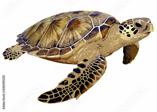 Sea Turtle Illustration With Detailed Shell Pattern On White Background