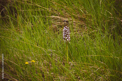 Orchidée pourpre (Orchis purpurea) dans les espaces naturels de Pas-de-Calais à Alquines sur le sentier du Mont Vert