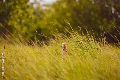 Orchidée pourpre (Orchis purpurea) dans les espaces naturels de Pas-de-Calais à Alquines sur le sentier du Mont Vert