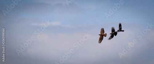 Buse variable harcelée par des corneilles. Houspillage d'un rapace par des corvidés dans le ciel. Alquines (Pas-de-Calais) sur le sentier touristique du Mont Vert. Format Bannière