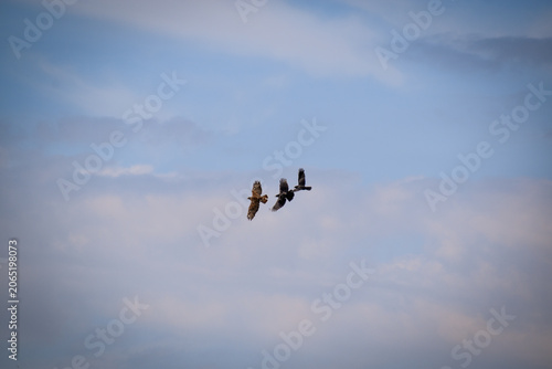 Buse variable harcelée par des corneilles. Houspillage d'un rapace par des corvidés dans le ciel. Alquines (Pas-de-Calais) sur le sentier touristique du Mont Vert