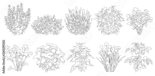 Photos Vector set of herbs and bushes in elevation view for use in architectural drawin