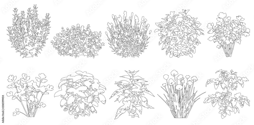 Fototapeta premium Set of herbs and bushes in elevation view for use in architectural drawings - isolated on transparent background 