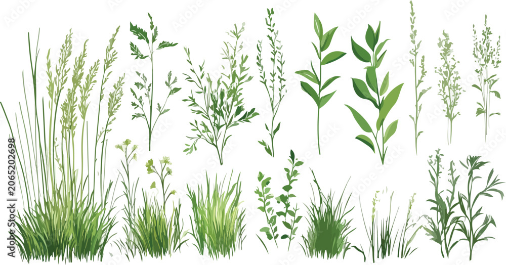 Naklejka premium Green grass vector illustration isolated on white background with plant leaves, herbs, bamboo, rosemary, dill, fresh spring summer nature growth ingredient herbal spice