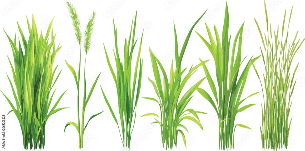 Obraz premium Fresh green grass isolated on white background with natural spring meadow texture