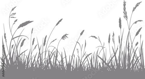 Vászonkép Silhouette of tall grasses and reeds swaying in the wind against a white backgro