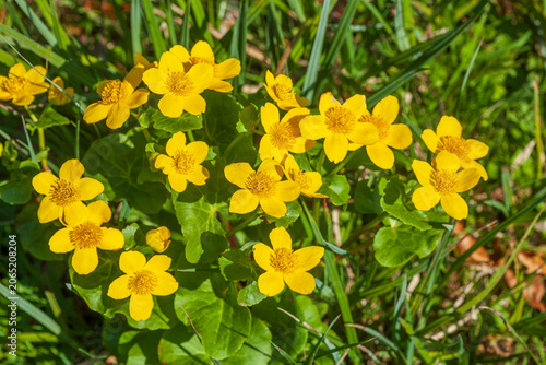 Gelbe blühende Sumpfdotterblumen (Caltha palustris), Deutschland