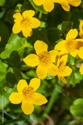 Gelbe blühende Sumpfdotterblumen (Caltha palustris), Deutschland