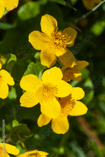 Gelbe blühende Sumpfdotterblumen (Caltha palustris), Deutschland