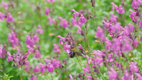 初夏の光を浴びてピンクの花で蜜を集めるクマバチ