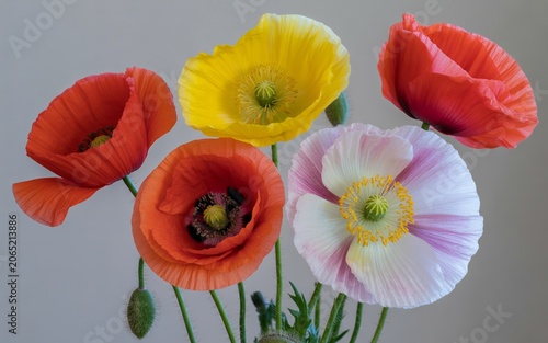 A Vibrant Bouquet of Colorful Iceland Poppies Featuring Red Yellow and Pastel Petals Against a Soft Neutral Background