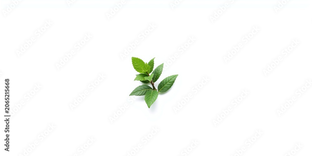 Fototapeta premium Fresh green leaves arranged on a white background