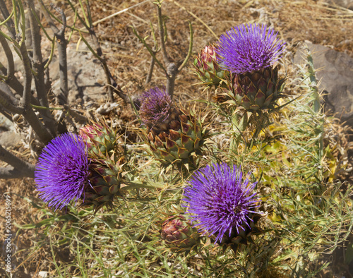  Flora of Gran Canaria - Cynara cardunculus, wild artichoke, locally used for artisanal cheese production