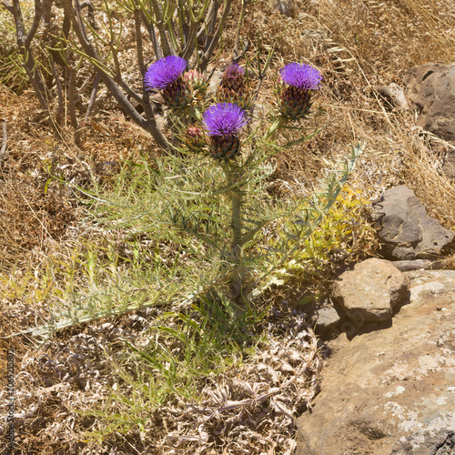  Flora of Gran Canaria - Cynara cardunculus, wild artichoke, locally used for artisanal cheese production