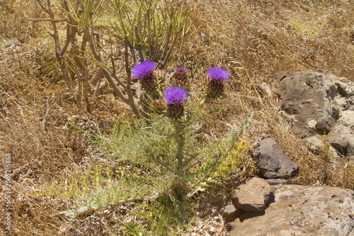  Flora of Gran Canaria - Cynara cardunculus, wild artichoke, locally used for artisanal cheese production