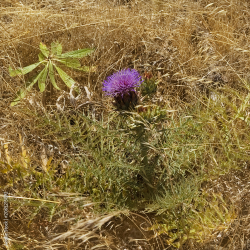  Flora of Gran Canaria - Cynara cardunculus, wild artichoke, locally used for artisanal cheese production