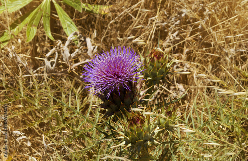 Obraz na płótnie Flora of Gran Canaria - Cynara cardunculus, wild artichoke, locally used for art